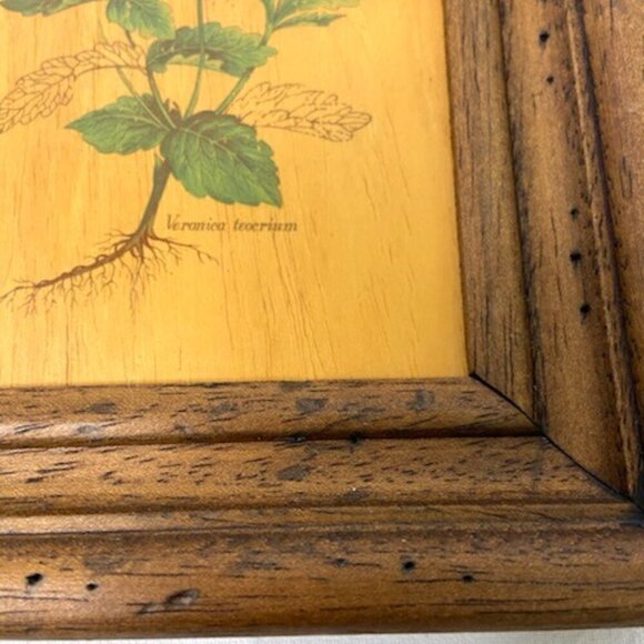 Vtg Flower Art on Board Veronica Teocrium Crater Lake Blue Saw-Leaved Speedwell - Picture 3 of 5